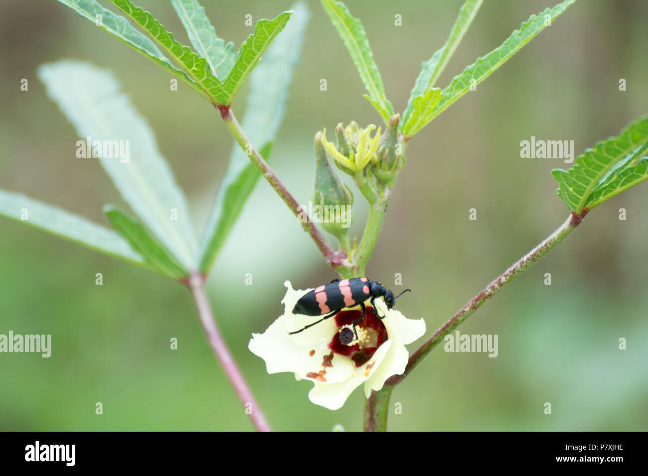 A beautiful bug eating Ladiesfinger Flower Stock Photo - Alamy
