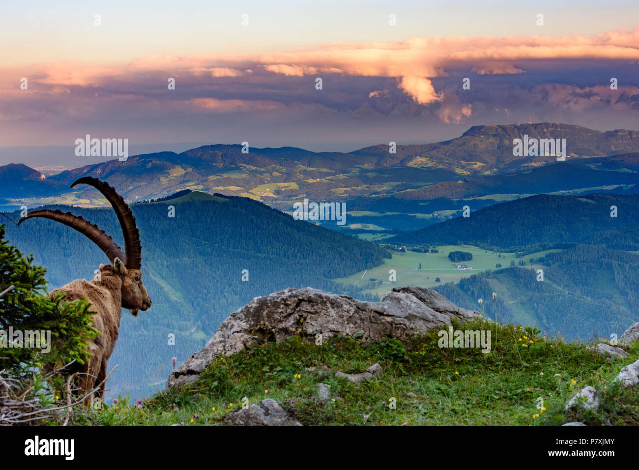 Fladnitz an der Teichalm: male Alpensteinbock, ibex (Capra ibex), view from mount Rote Wand (right) to Mount Schöckl, in mountain Grazer Bergland in A Stock Photo
