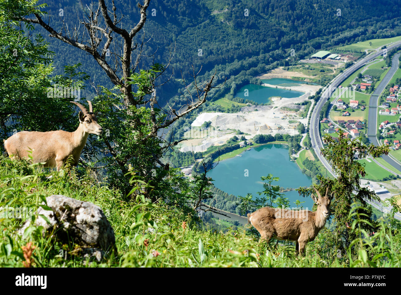 Pernegg an der Mur: young Alpensteinbock, ibex (Capra ibex) above river Mur valley, wilderness and human impact in Austria, Steiermark, Styria, Murtal Stock Photo