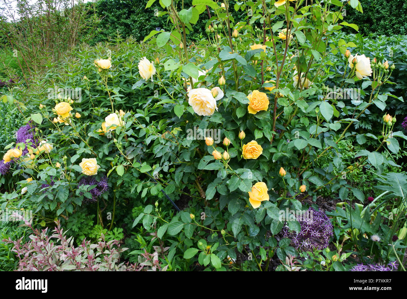 Flowering roses at RHS Rosemoor Gardens, Devon, UK - John Gollop Stock Photo
