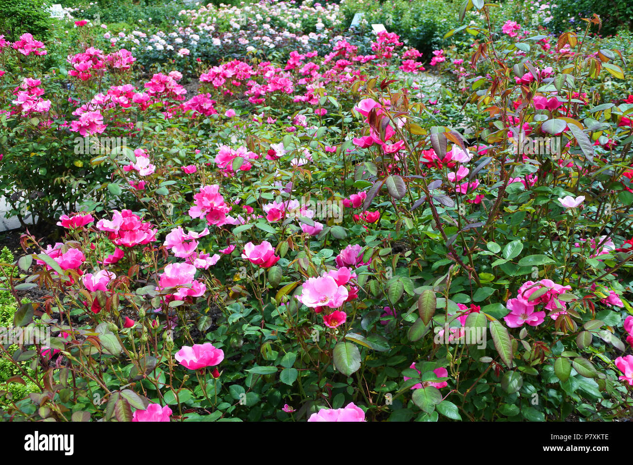 Flowering roses at RHS Rosemoor Gardens, Devon, UK - John Gollop Stock Photo