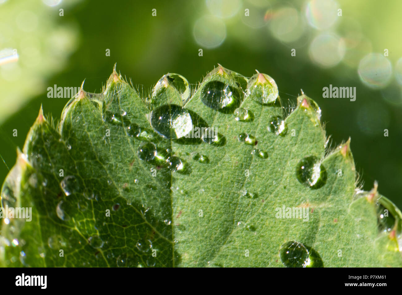 Abstract plants in garden Stock Photo - Alamy