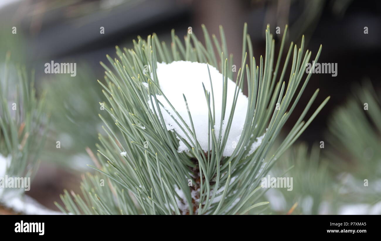 Winter summer tree hi-res stock photography and images - Alamy