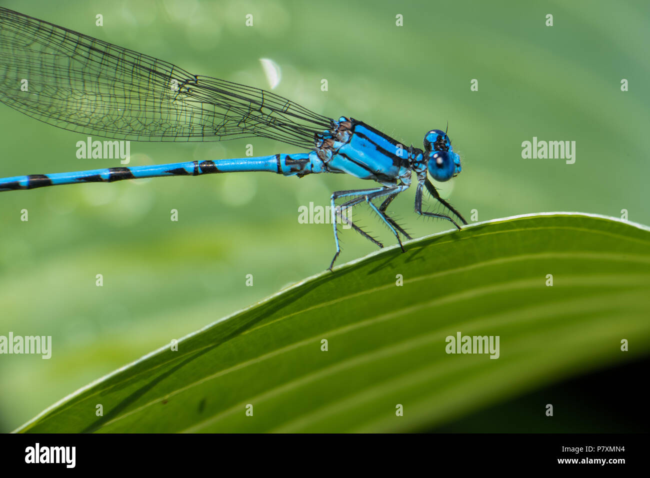 Insects in the garden Stock Photo - Alamy