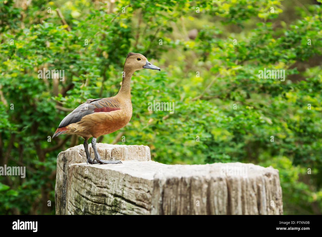 Lesser whistling duck ( or Dendrocygna javanica ) in naturein in Thailand Stock Photo