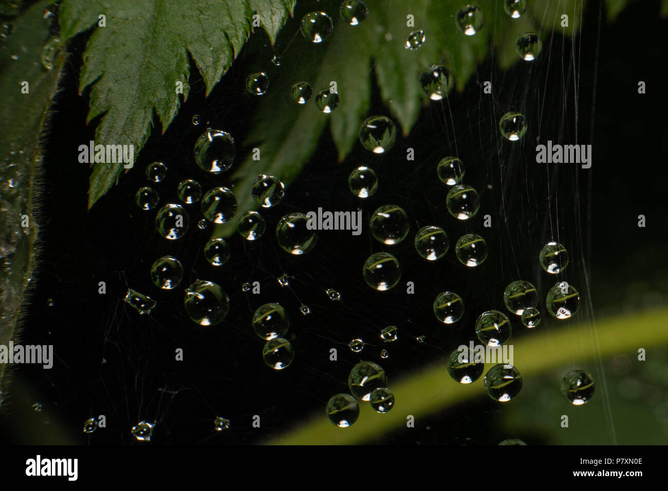 Abstract plants in garden Stock Photo - Alamy