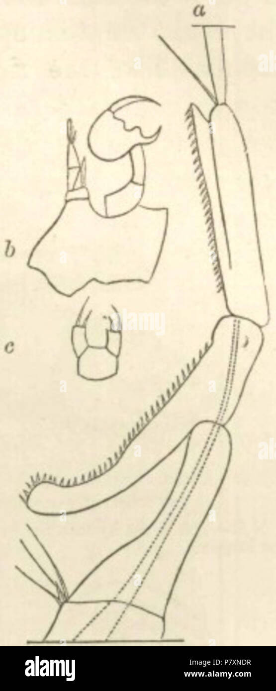 From Charles Darwin's Descent of Man (1871). Original caption: Fig.4. Labidocera Darwinii (from Lubbock). Labelled are: a. Part of the right anterior antenna of male, forming a prehensile organ. b. Posterior pair of thoracic legs of male. c. Ditto of female. 1871 131 Descent fig04 Stock Photo