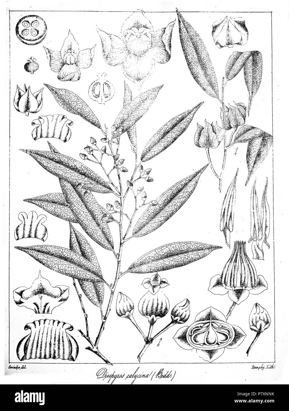 Diospyros calycina . 1873 133 Diospyros calycina Govindoo Stock Photo