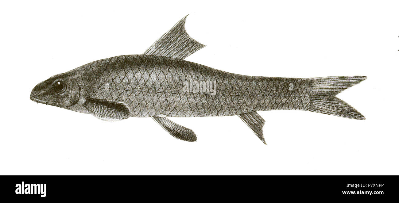 The species names / identity need verification - original names from plate are included here. The original plates showed the fishes facing right and have been flipped here. Discognathus jerdoni . 1878 134 Discognathus jerdoni Day Mintern 122 Stock Photo