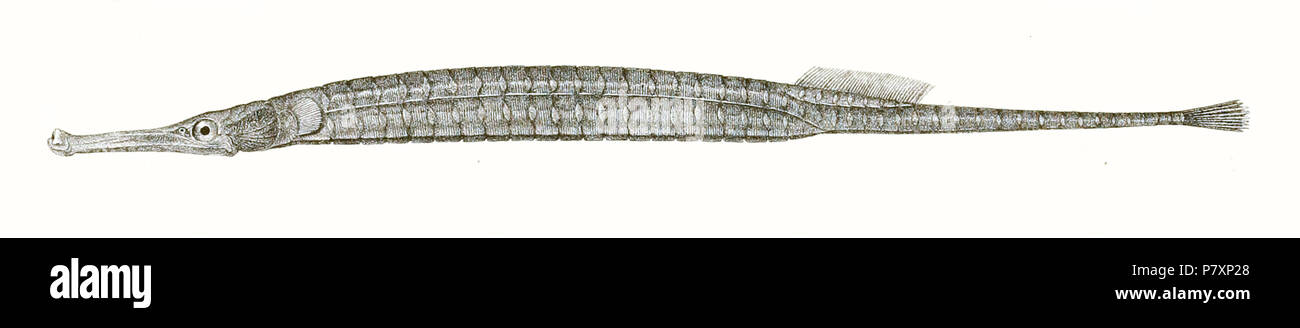 Microphis brachyurus syn. Dorichthys bleekeri The species names / identity need verification - original names from plate are included here. The original plates showed the fishes facing right and have been flipped here. Dorichthys bleekeri . 1878 135 Dorichthys bleekeri Achilles 174 Stock Photo