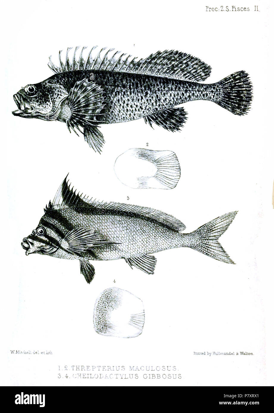 1.,2. Threpterius maculosus = Chironemus maculosus Richardson, 1850 3.,4. Cheilodactylus gibbosus (Richardson, 1841) English: Silver Spot, from lateral and scale detail (above); Western Crested Morwong, from lateral and scale detail (below) . 1850 (published 1851) 160 Fishes2Mitchell1850 Stock Photo