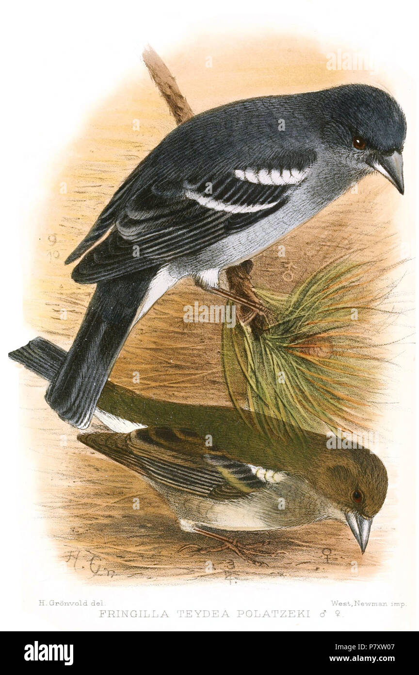 Fringilla teydea polatzeki. In the illustration appears as a subspecies Fringilla teydea polatzeki from Gran Canaria. In 2016 a paper published in Journal of Avian Biology showed it to be a separate species Fringilla polatzeki, not a subspecies. 1912 165 Fringilla teydea polatzeki by Gronvold Stock Photo