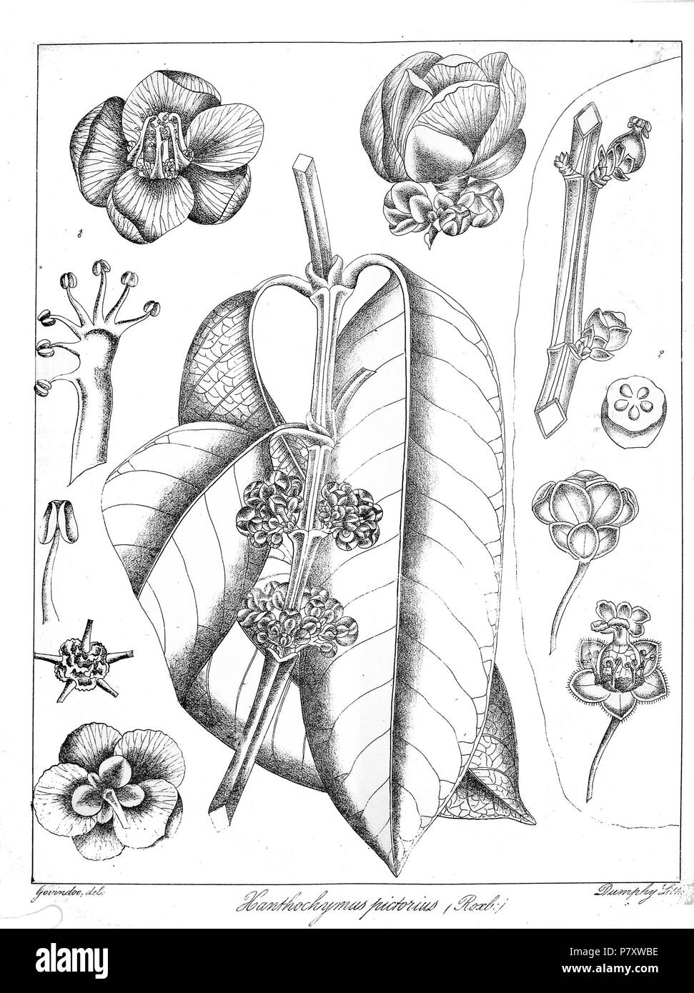 Garcinia xanthochymus . 1873 167 Garcinia xanthochymus Govindoo Stock Photo