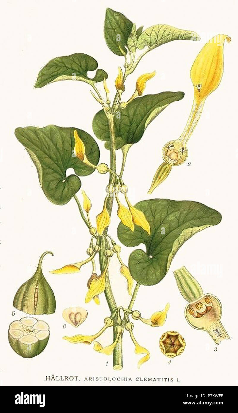 362 Aristolochia clematitis. Stock Photo