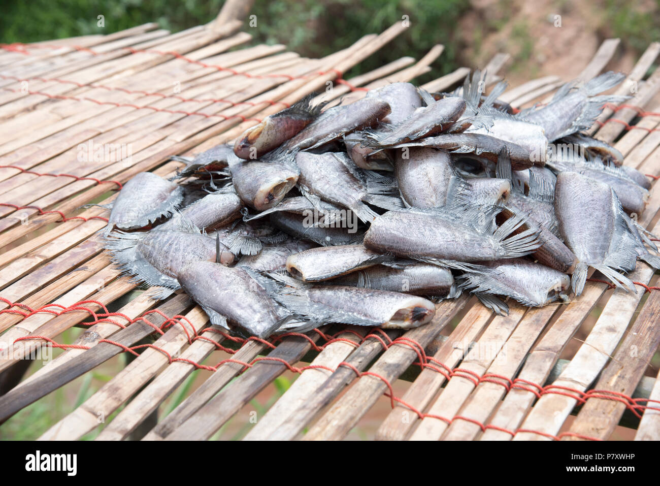 Many dried salted fish called 'Trichogaster pectoralis' on the bamboo sheet, Headless fish on the bamboo sheet Stock Photo