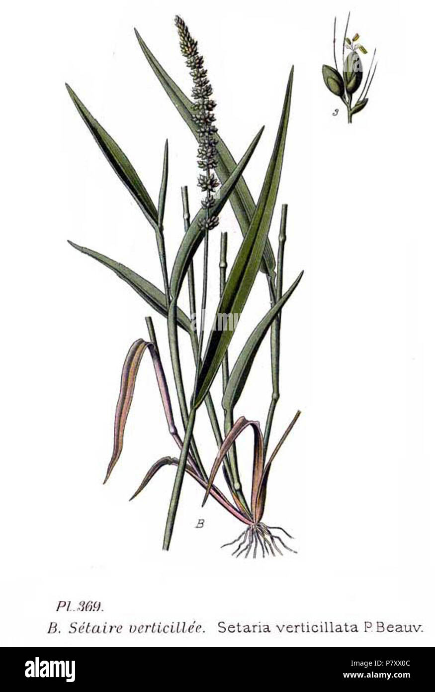 369 Setaria verticillata P.Beauv. Stock Photo
