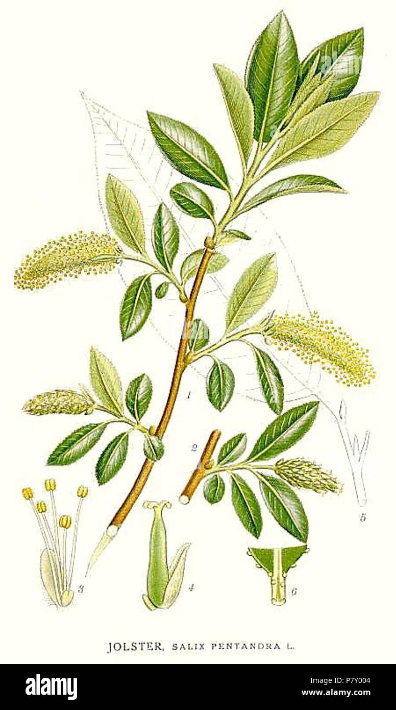 380 Salix pentandra. Stock Photo