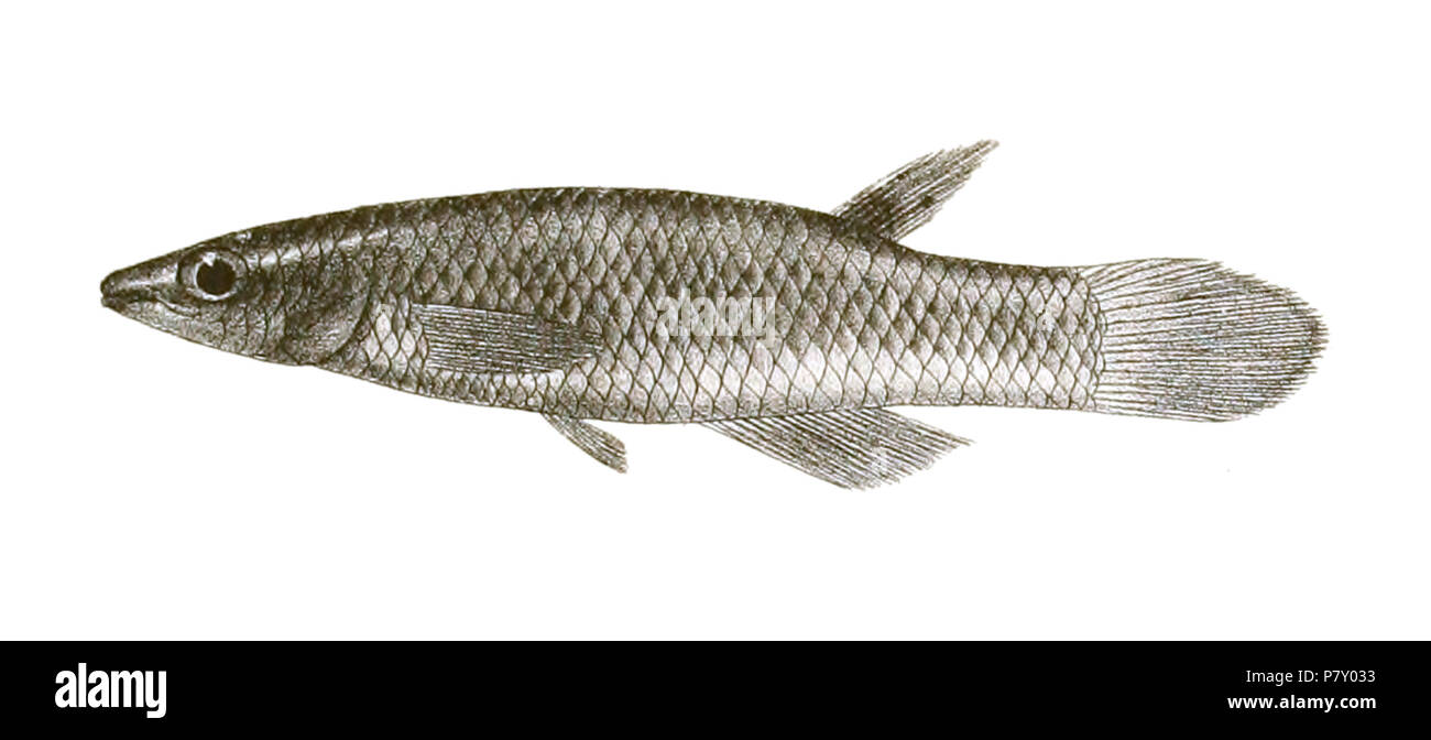The species names/identity need verification – original names from plate  are included here. The original plates showed the fishes facing right and  have been flipped here. Haplochilus panchax (now considered a synonym