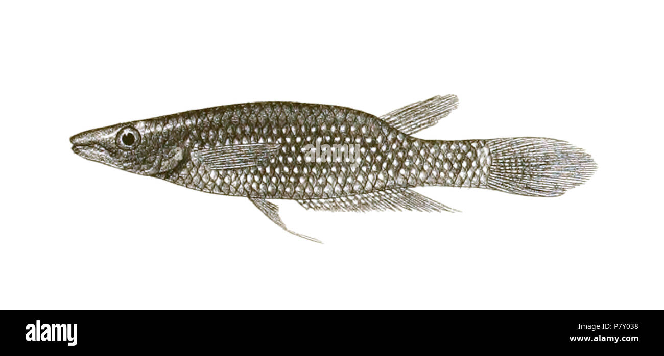 The species names / identity need verification - original names from plate are included here. The original plates showed the fishes facing right and have been flipped here. Haplochilus rubrostigma . 1878 186 Haplochilus rubrostigma Day Mintern 121 Stock Photo