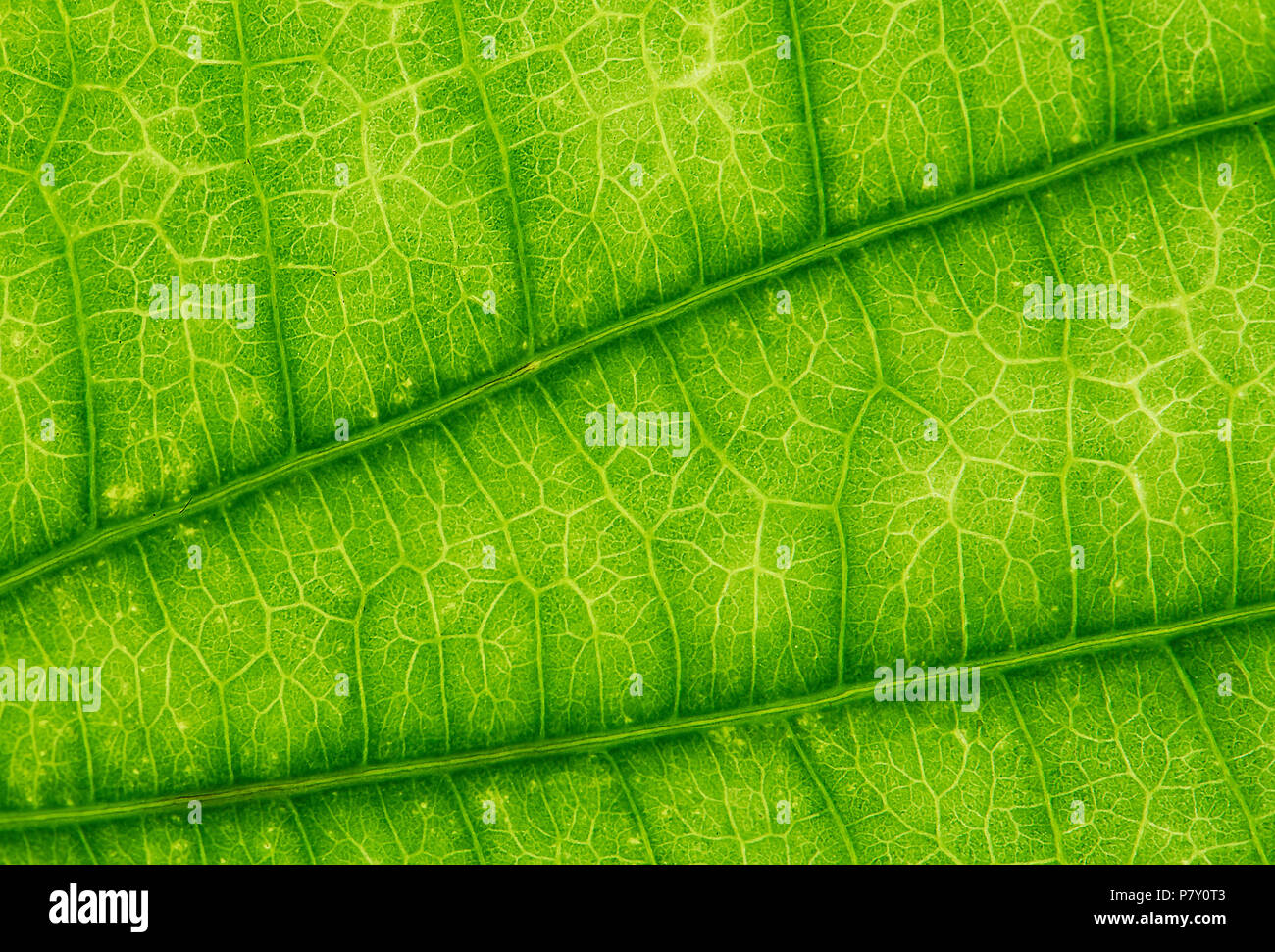 Green leaf texture background. close up. Nature concept Stock Photo - Alamy