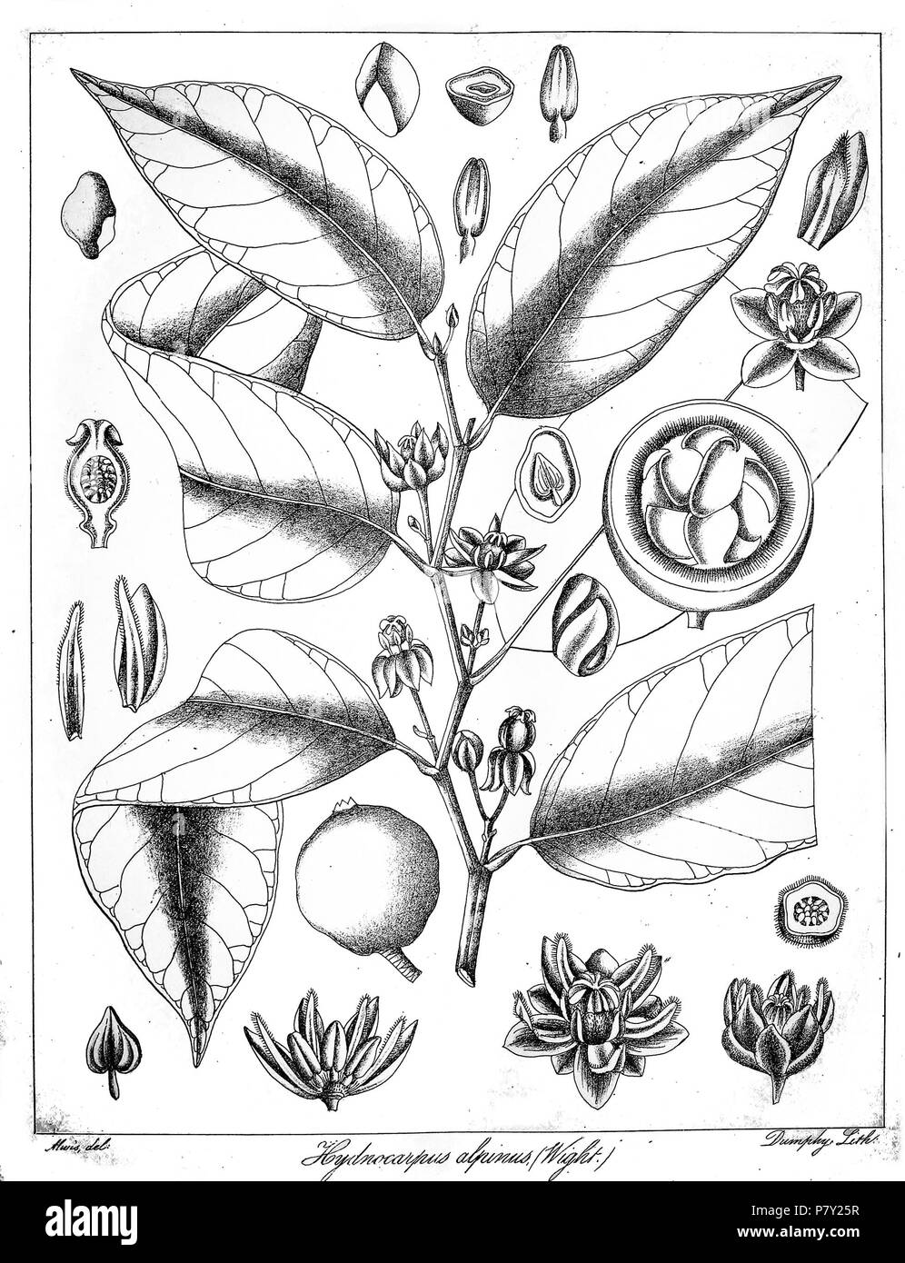 Hydnocarpus alpinus . 1873 200 Hydnocarpus alpina Alwis Stock Photo