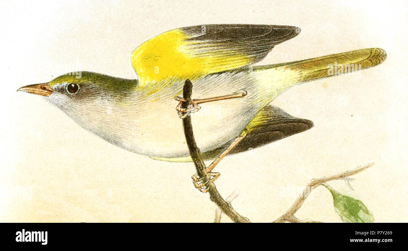 Hylophilus semicinereus = Hylophilus semicinereus semicinereus P.L.Sclater & Salvin, 1867 English: Grey-chested Greenlet, adult . 1867 (published 1868) 200 HylophilusSemicinereusSmit Stock Photo