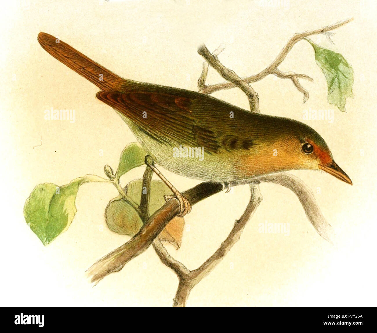 [Hylophilus] rubrifrons = Hylophilus ochraceiceps rubrifrons P.L.Sclater & Salvin, 1867 English: Red-fronted Greenlet, adult . 1867 (published 1868) 200 HylophilusOchraceicepsSmit Stock Photo