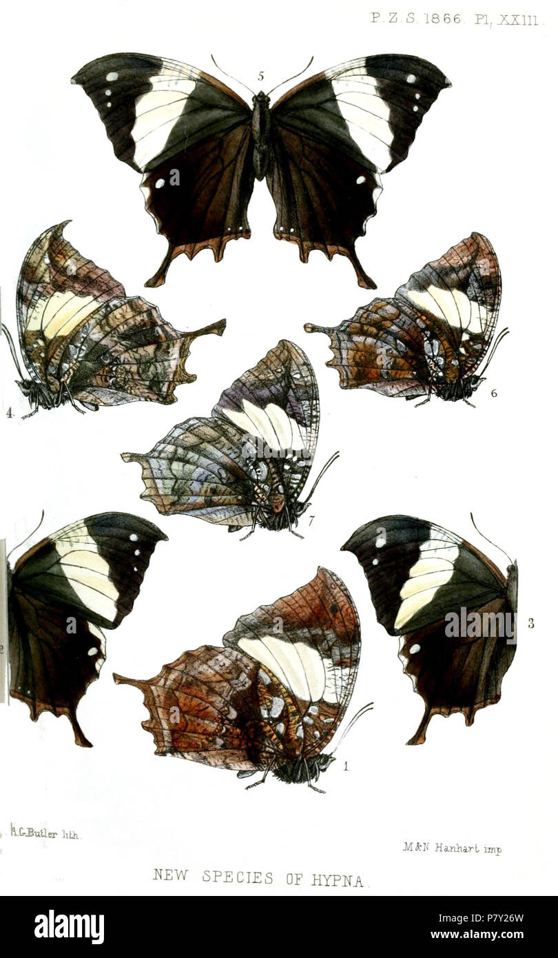 Hypna globosa = Hypna clytemnestra negra C. & R.Felder, 1862 [Hypna] huebneri = Hypna clytemnestra huebneri Butler, 1866 [Hypna] huebneri = Hypna clytemnestra huebneri Butler, 1866 [Hypna] huebneri, var. = Hypna clytemnestra huebneri Butler, 1866 [Hypna] velox = Hypna clytemnestra negra C. & R. Felder, 1862 [Hypna] rufescens = Hypna clytemnestra rufescens Butler, 1866 [Hypna] elongata = Hypna clytemnestra rufescens Butler, 1866 English: Hypna clytemnestra subspecies and forms . 1866 (published 1867) 200 HypnaButler Stock Photo