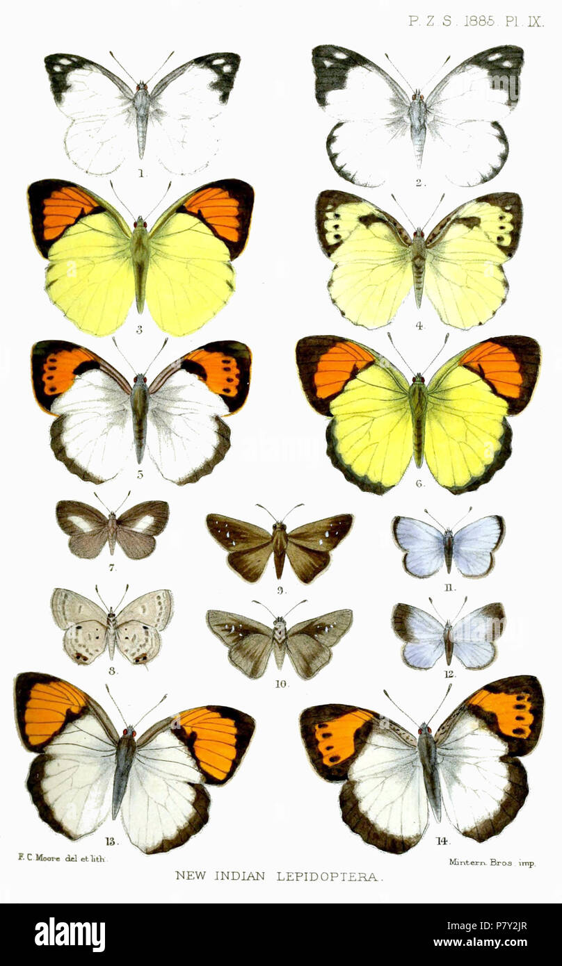 Hiposcritia shiva = Appias indra shiva (Swinhoe, [1886]),  [Hiposcritia shiva] = Appias indra (Swinhoe, [1886]),  Ixias jhoda = Ixias pyrene sesia (Fabricius, 1777) f. colaba,  [Ixias jhoda] = Ixias pyrene sesia (Fabricius, 1777) f. colaba,  [Ixias] meridionalis = Ixias marianne (Cramer, [1779]),  [Ixias] colaba = Ixias pyrene sesia (Fabricius, 1777) f. colaba,  Megisba gunga = Megisba malaya thwaitesi (Moore, [1881]) Catochrysops theseus = Euchrysops cnejus cnejus (Fabricius, 1798),  Isoteinon flexilis = Pelopidas mathias mathias (Fabricius, 1798) [Isoteinon flexilis] = Pelopidas mathias math Stock Photo