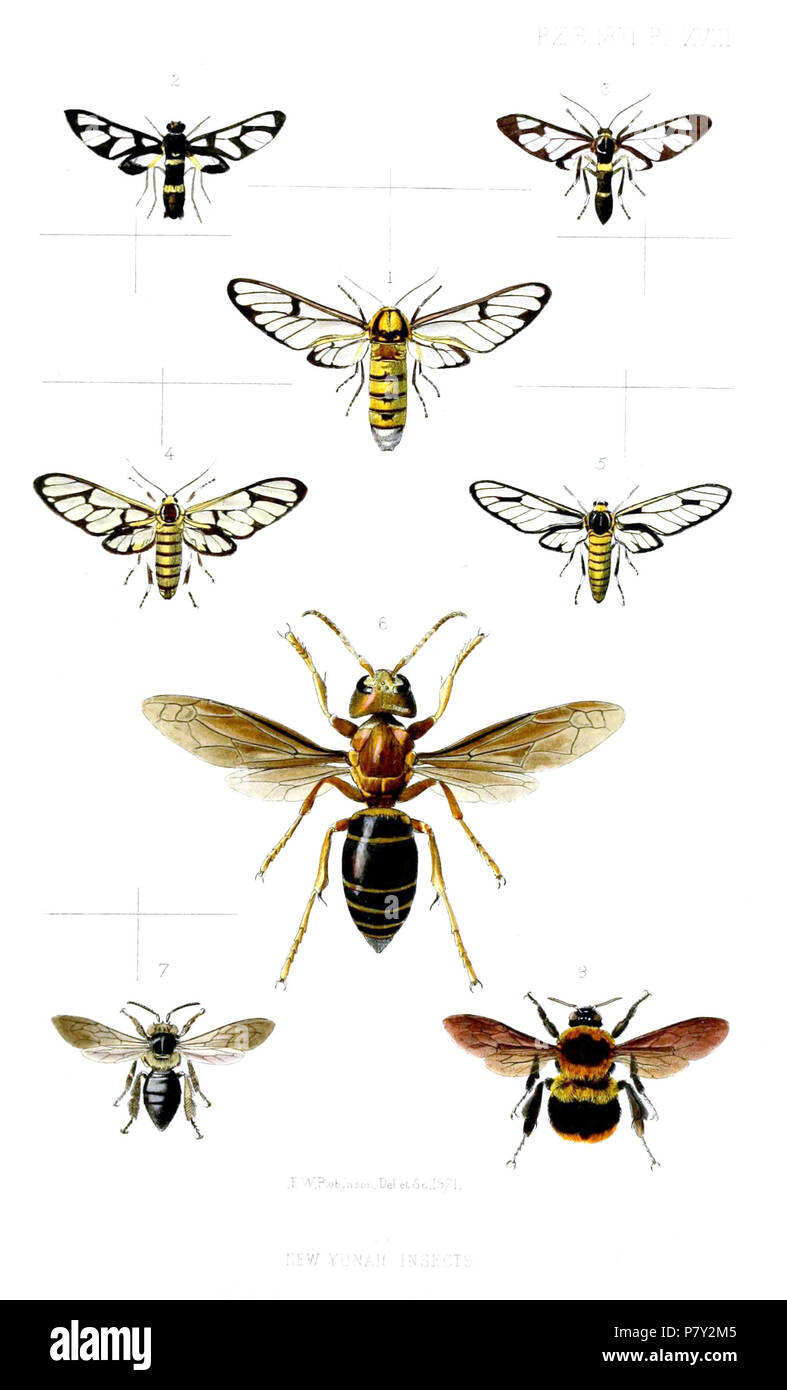 Syntomis andersoni = Caeneressa diaphana (Kollar, 1848) [Syntomis] atkinsoni = Amata sperbius (Linnaeus, 1763) [Syntomis] fytchei = Syntomoides imaon (Cramer, [1779]),  [Syntomis] grotei = Amata grotei (Moore, 1871),  Syntomis sladeni = Amata sladeni (Moore, 1871),  Vespa bellona = Vespa mandarinia bellona Smith, 1871,  Apis laboriosa = Apis laboriosa Smith, 1871,  Bombus impetuosus = Bombus impetuosus Smith, 1871,  English: 'New Yunnan Insects' 6: Asian Giant Hornet, queen; 7: Himalayan Honeybee, worker . 1871 (published 1872) 204 Insects1Robinson1871 Stock Photo