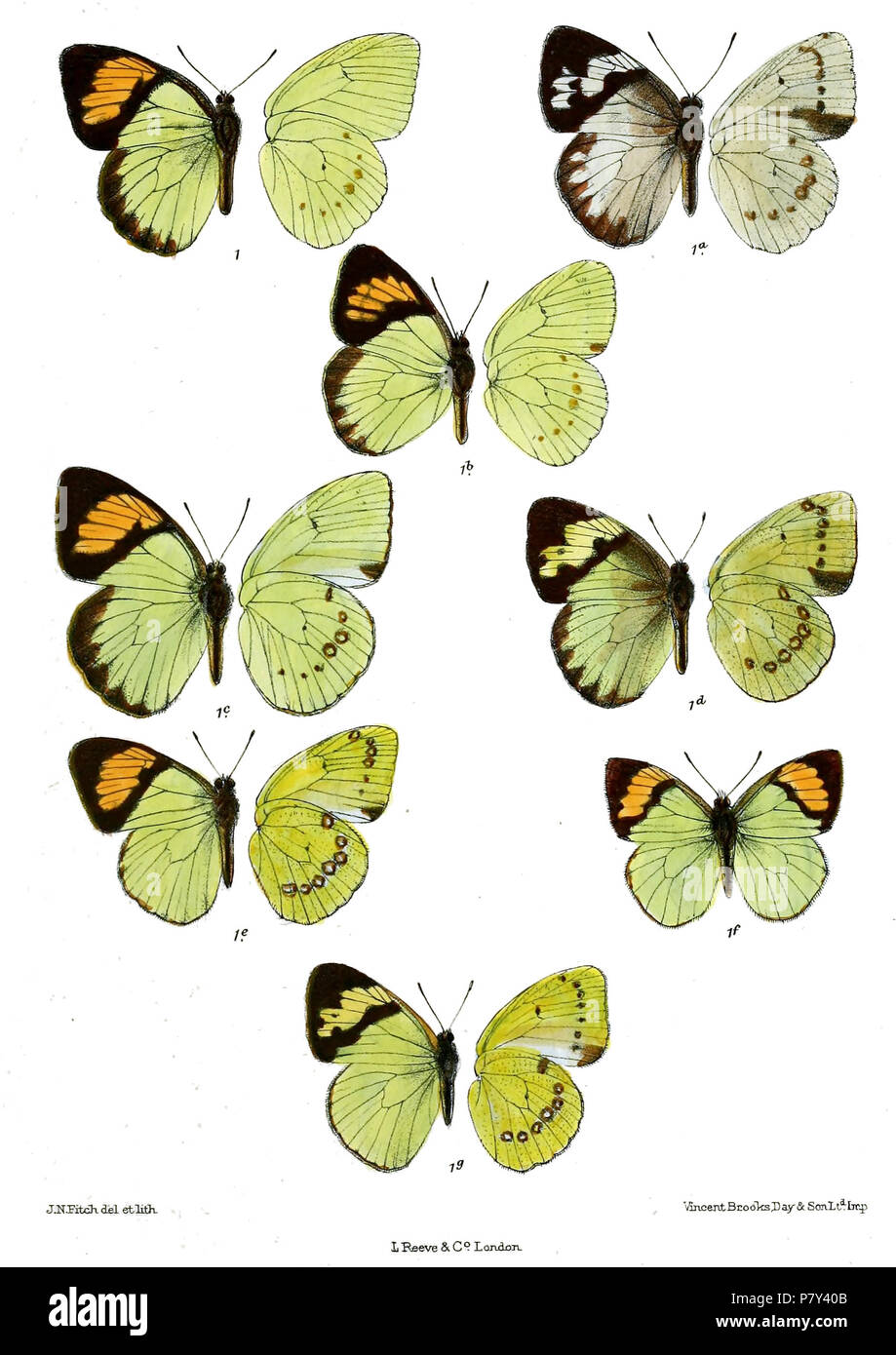 Intricate taxonomy of insects hi-res stock photography and images - Alamy