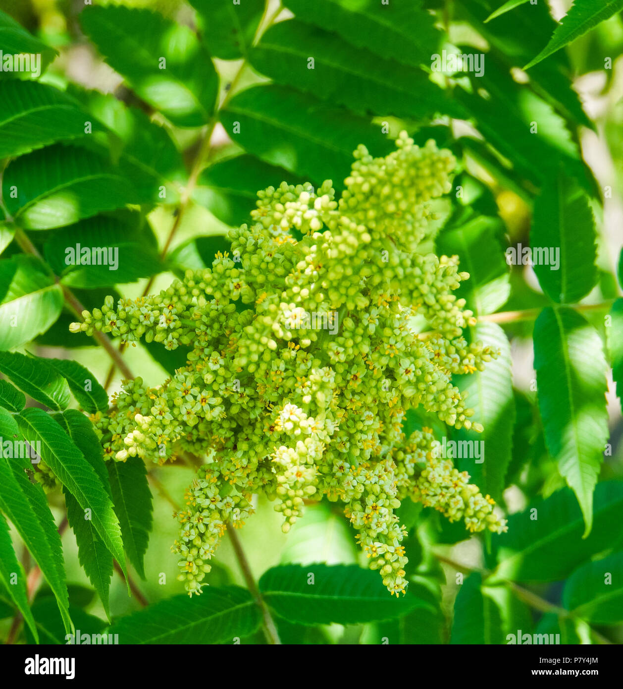 sumac flower green in early summer Stock Photo