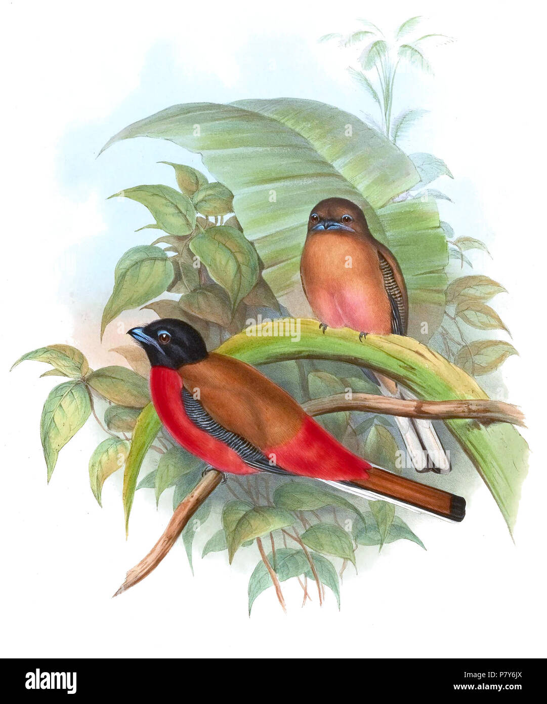 Harpactes Cut Out Stock Images & Pictures Alamy