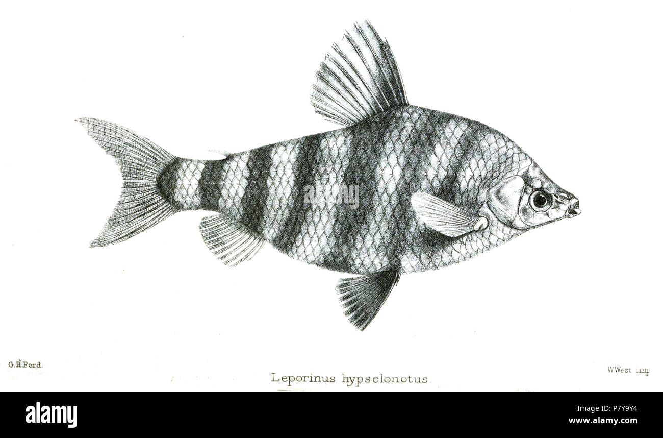 Leporinus hypselonotus = Abramites hypselonotus (Günther, 1868) English: Marbled Headstander . 1868 (published 1869) 244 LeporinusHypselonotusFord Stock Photo