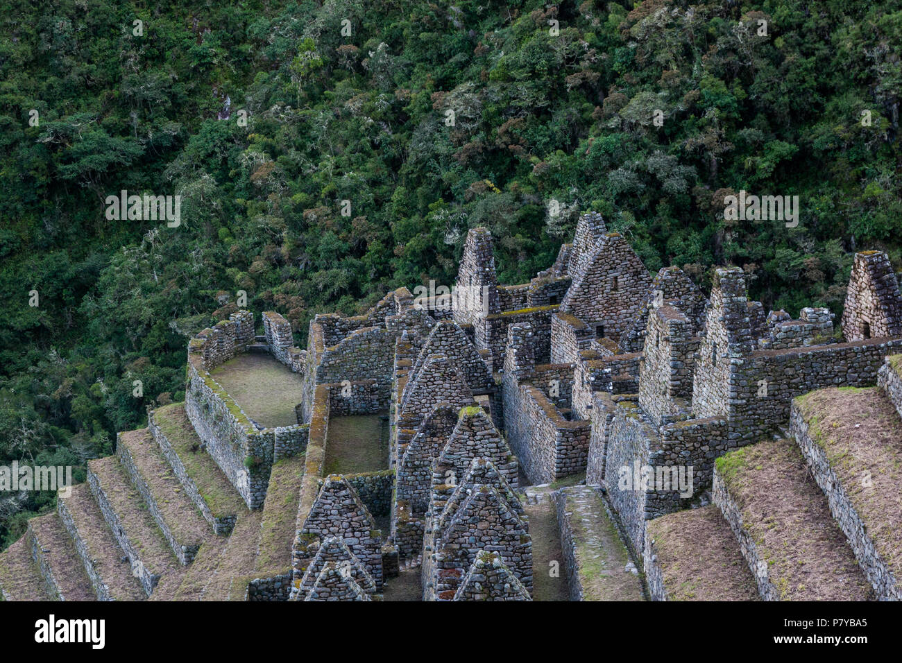 Wild life and stone ruins on the Inca trail Stock Photo - Alamy