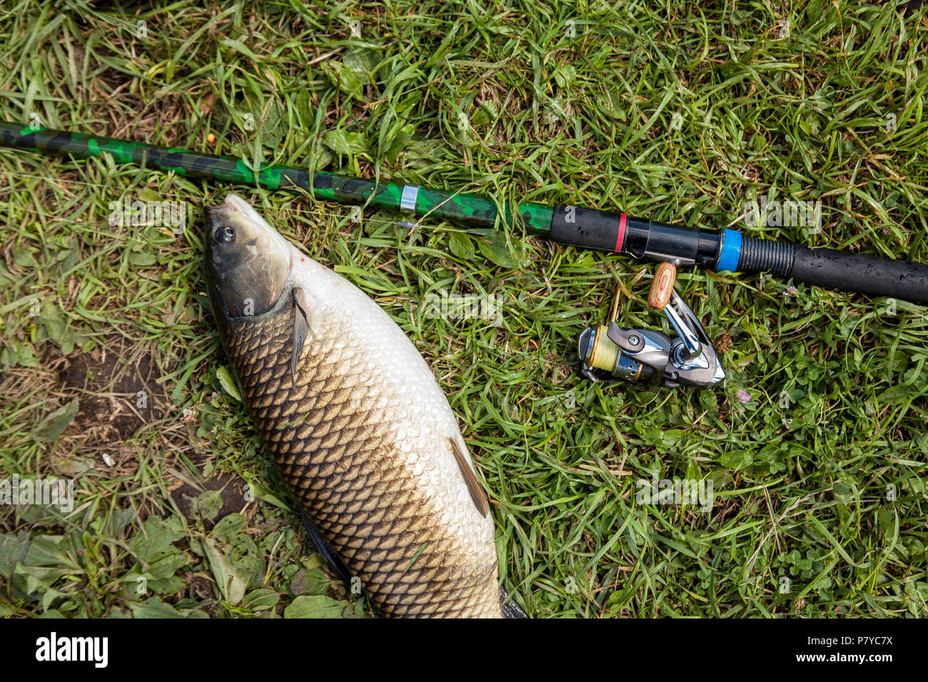 https://c8.alamy.com/comp/P7YC7X/catching-freshwater-fish-and-fishing-rods-with-fishing-reels-on-green-grass-white-amour-and-fishing-rod-with-reel-lying-on-green-grassfishing-concep-P7YC7X.jpg