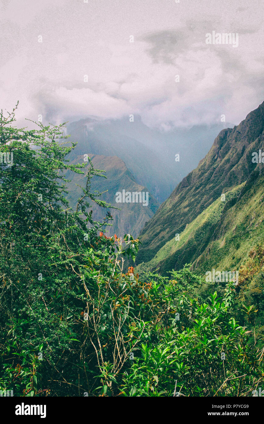 Red flowers on the mountain top hi-res stock photography and images - Alamy