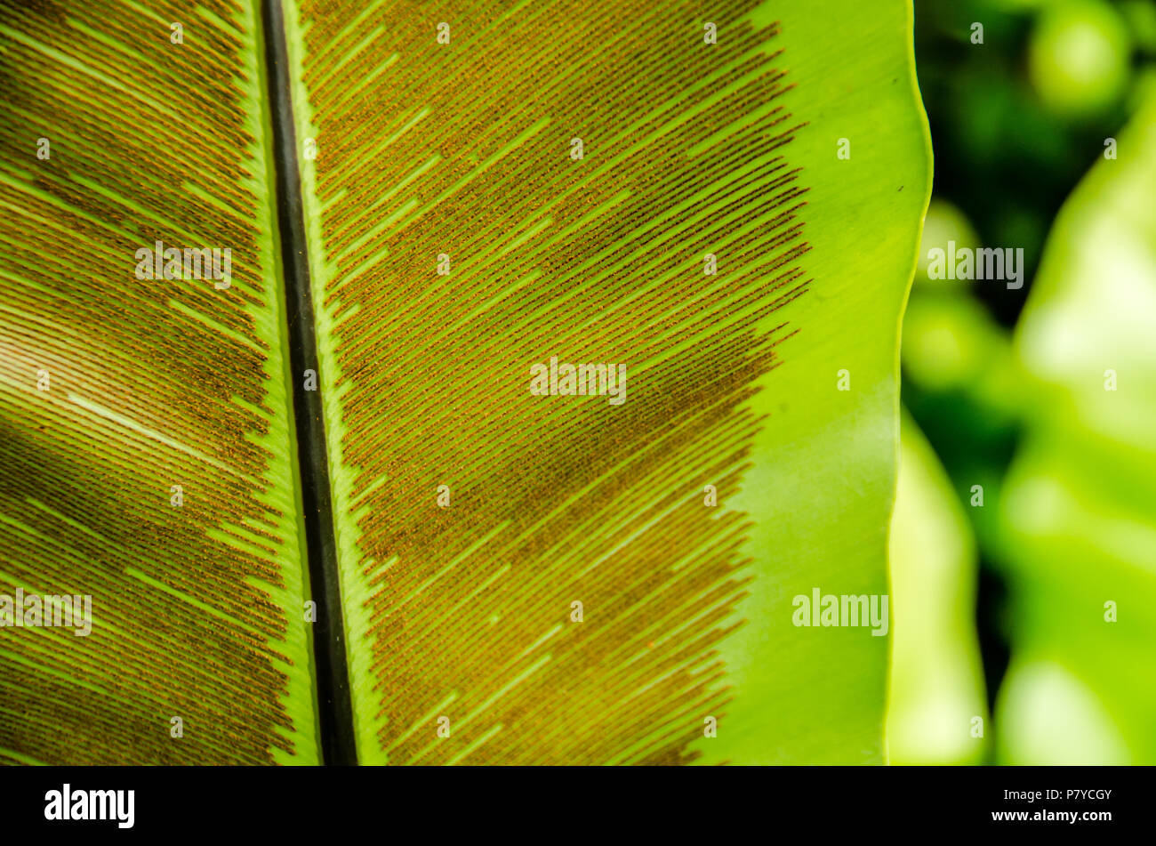 Spores underside Bird Nest Fern Leaf Stock Photo Alamy