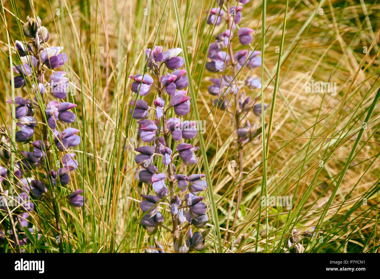 Beautiful wild purple and blue flowers on the Andes Stock Photo - Alamy