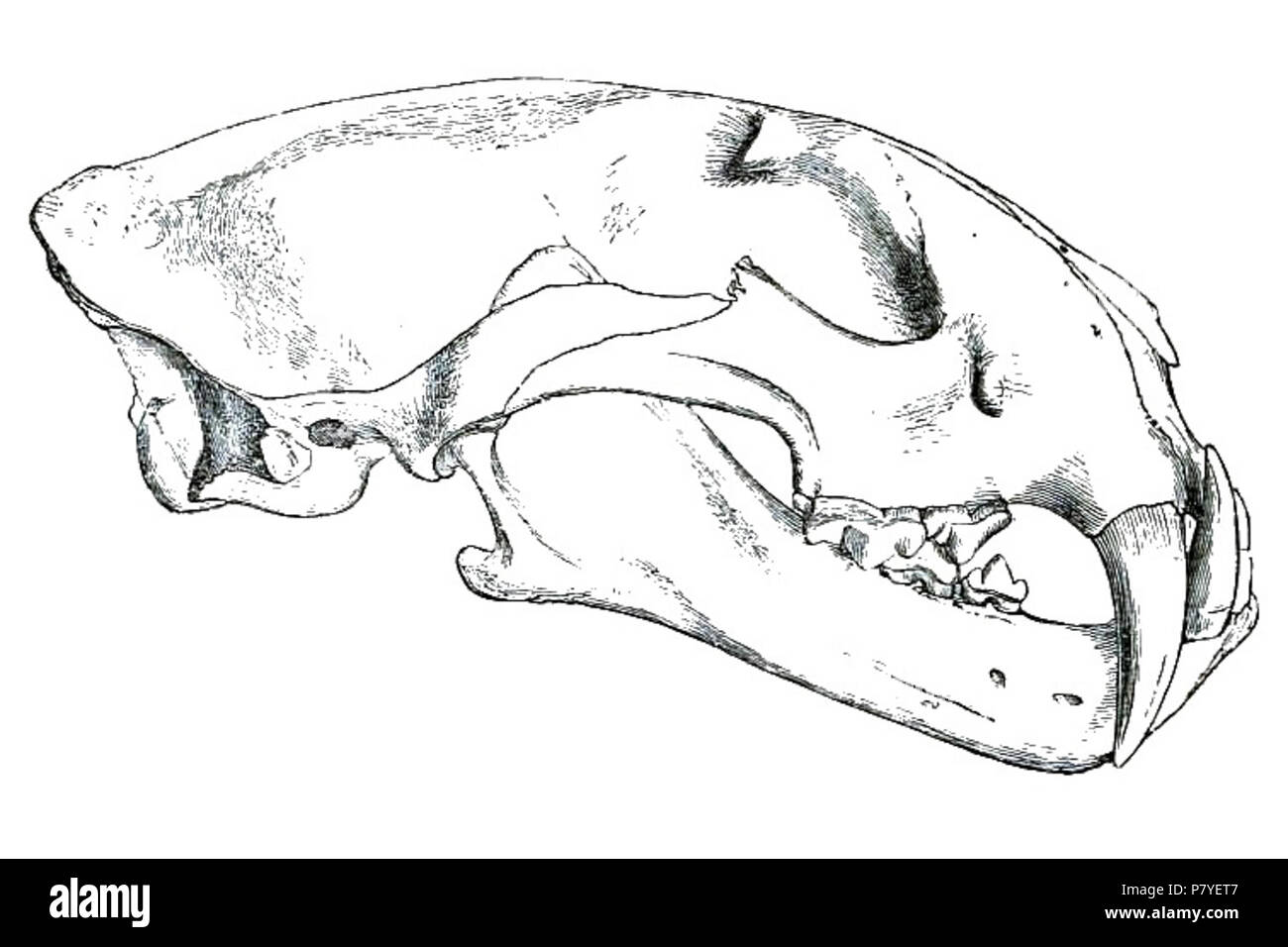 Neofelis macrocelis Tickell, 1853 (non Temminck, 1824: preoccupied) =  Neofelis nebulosa macrosceloides (Hodgson, 1853) English: Clouded Leopard,  skull from lateral . 1867 (published 1868) 284 NeofelisMacroscelisPZS Stock  Photo - Alamy