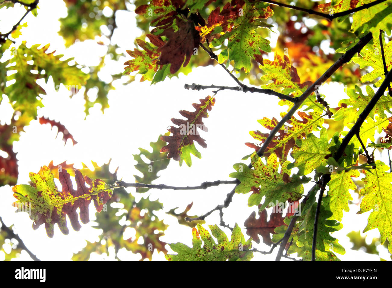 Golden leaves ivy close hi-res stock photography and images - Alamy