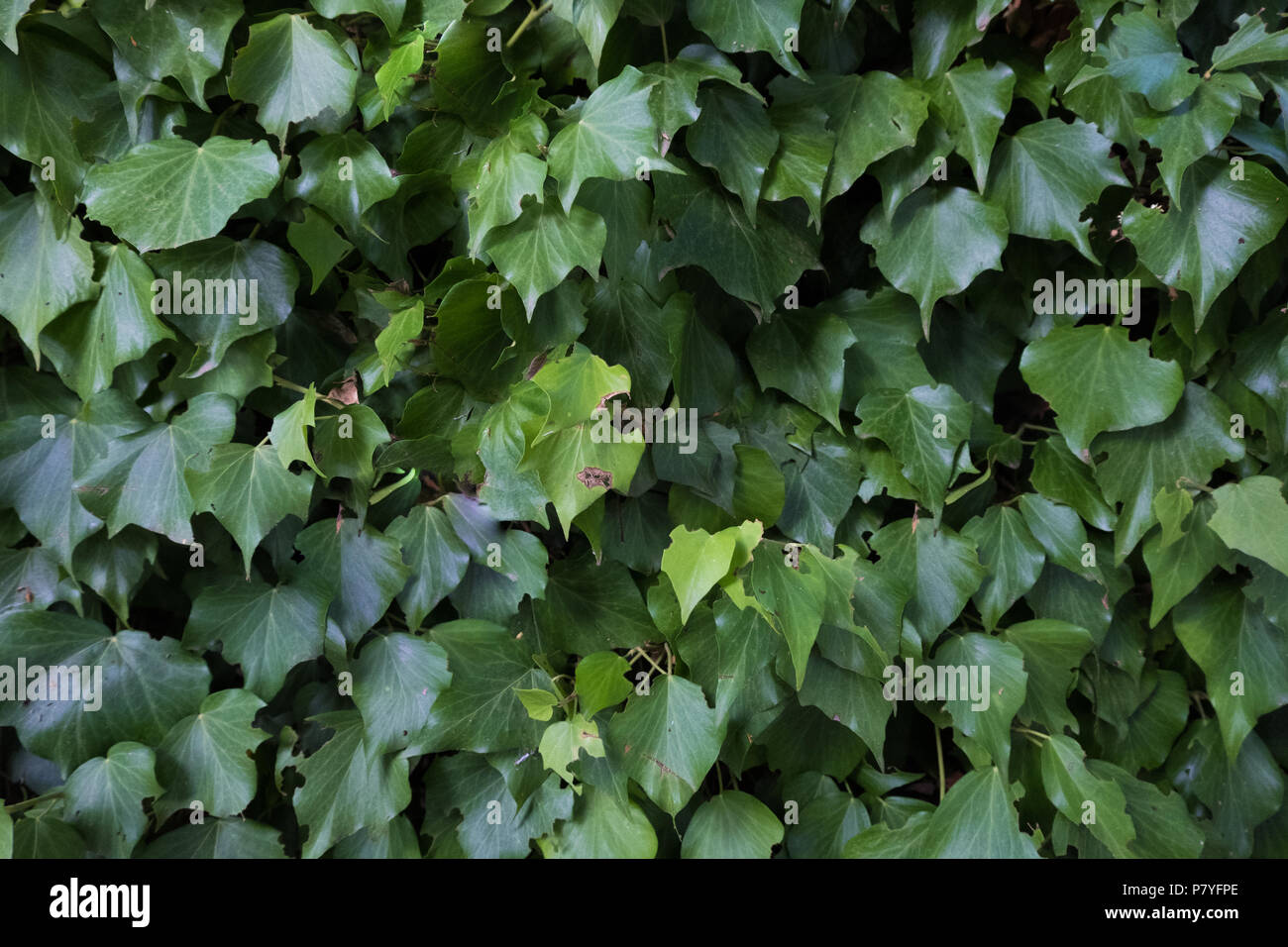 Climbing plants on a wall. Stock Photo