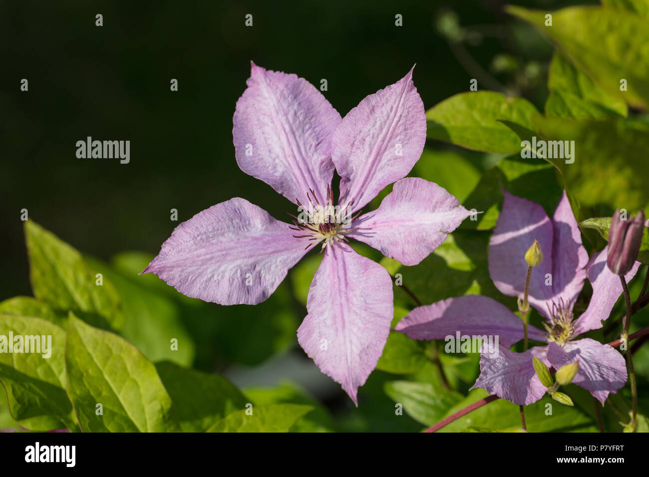 'Margaret Hunt' Late large-flowered group, Sena storblommig gruppen (Clematis) Stock Photo