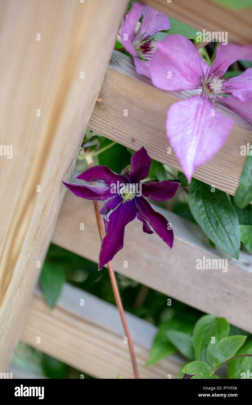 'Noora' Solitary Clematis, Parmaklematis (Clematis hendersonii) Stock Photo