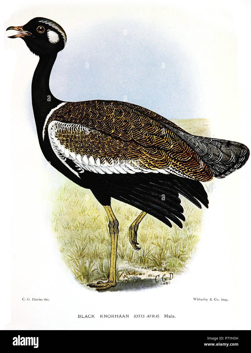 Afrotis afra . 1912 297 OtisAfraDavies Stock Photo Alamy