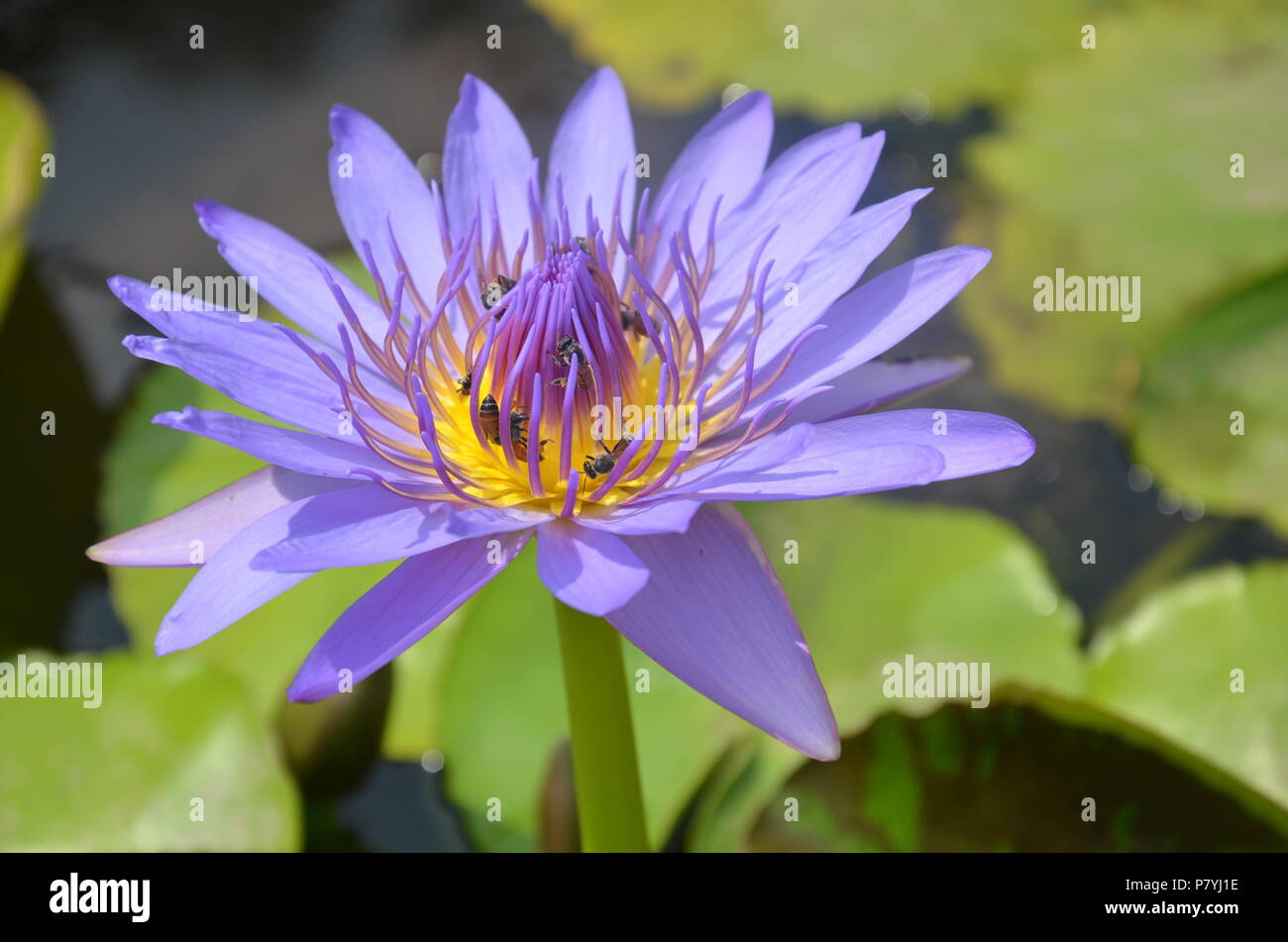 Beautiful flower in Cambodia Stock Photo