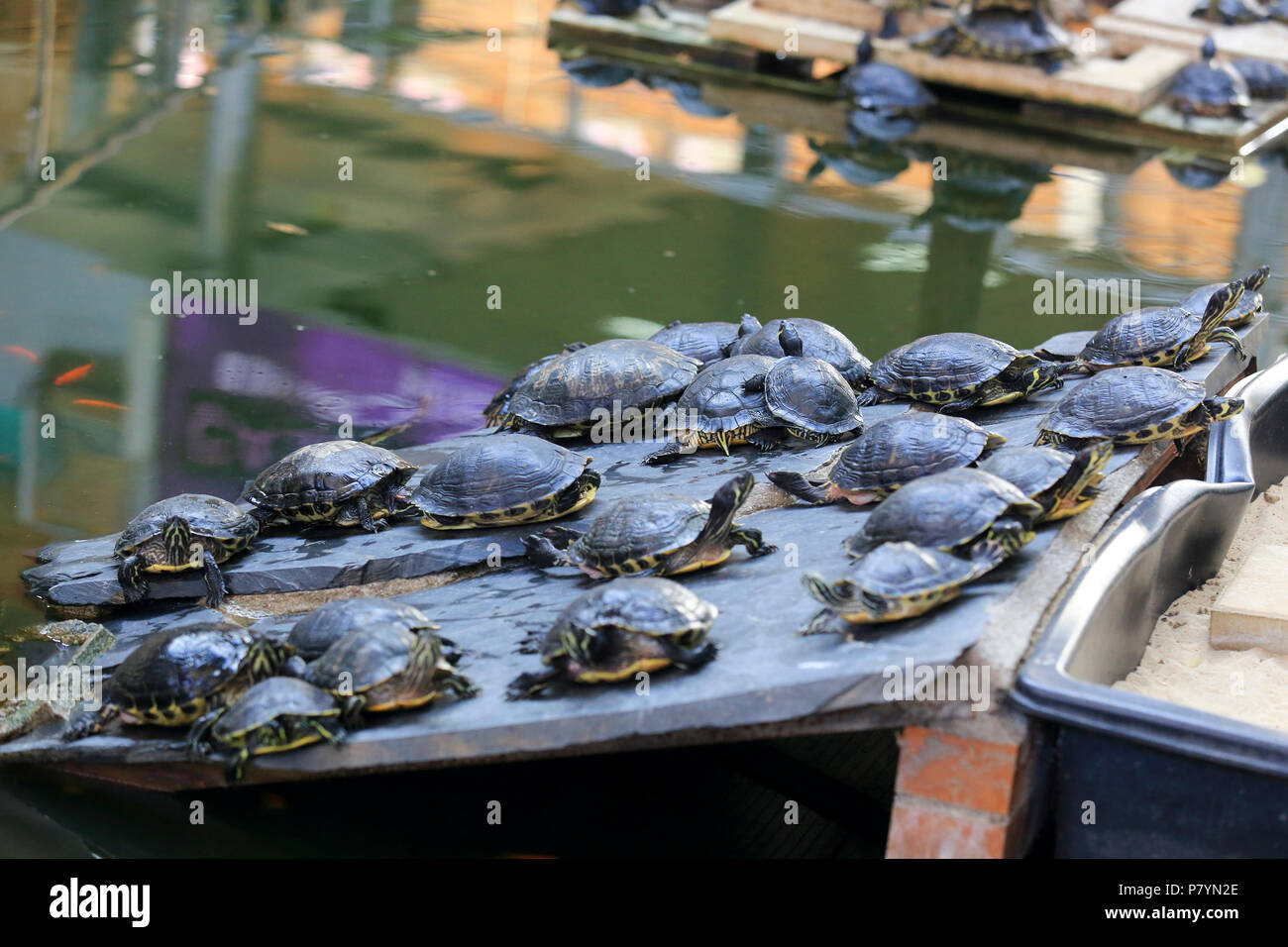 Turtles in the garden pond inside Atocha Railway Station in Madrid, Spain Stock Photo