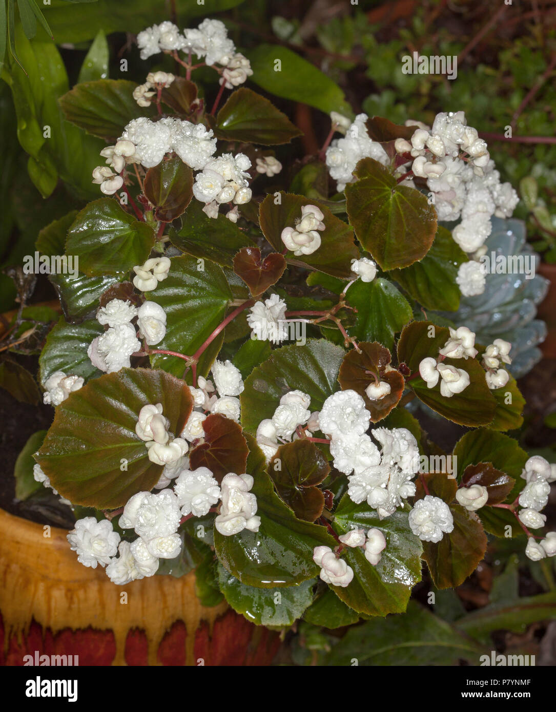 Mass of double white flowers and dark green red tinged leaves of bedding begonia, Begonia semperflorens, in decorative container Stock Photo