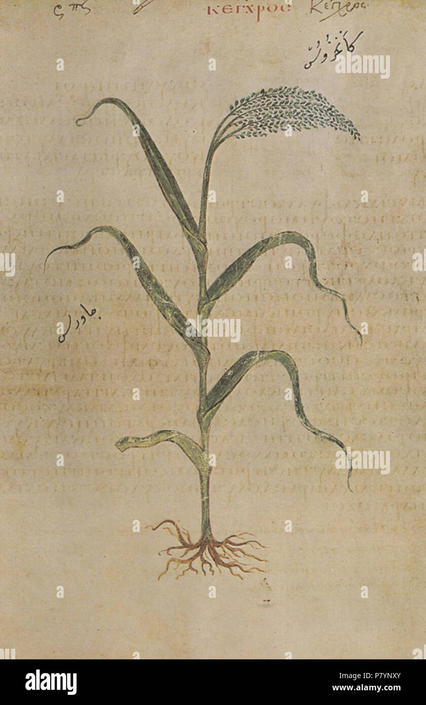 De materia medica dioscorides hi-res stock photography and images - Alamy