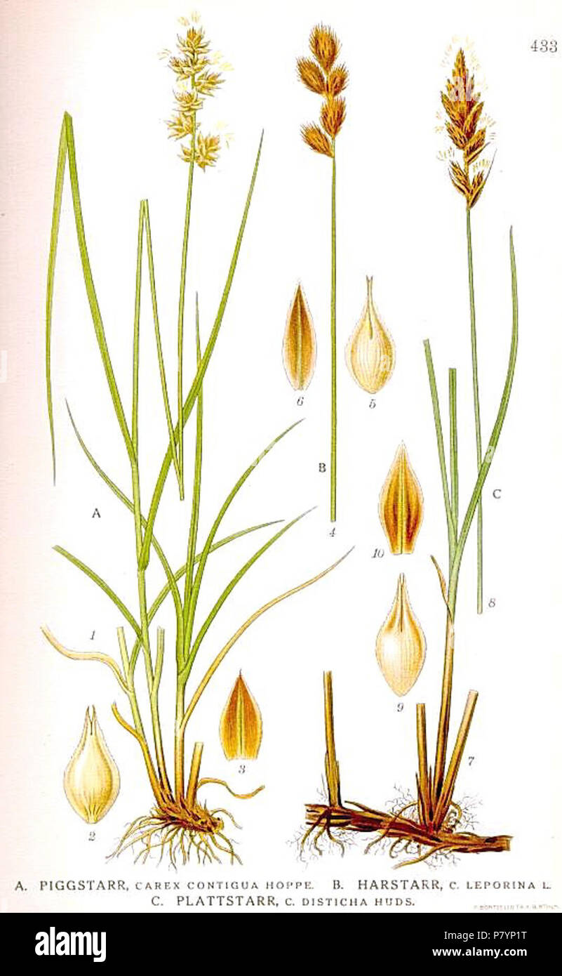 433 Carex contigua, Carex disticha, Carex leporina. Stock Photo